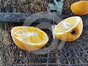 The pieceÃ¢â¬â¹ ofÃ¢â¬â¹ orangeÃ¢â¬â¹ on the Tree